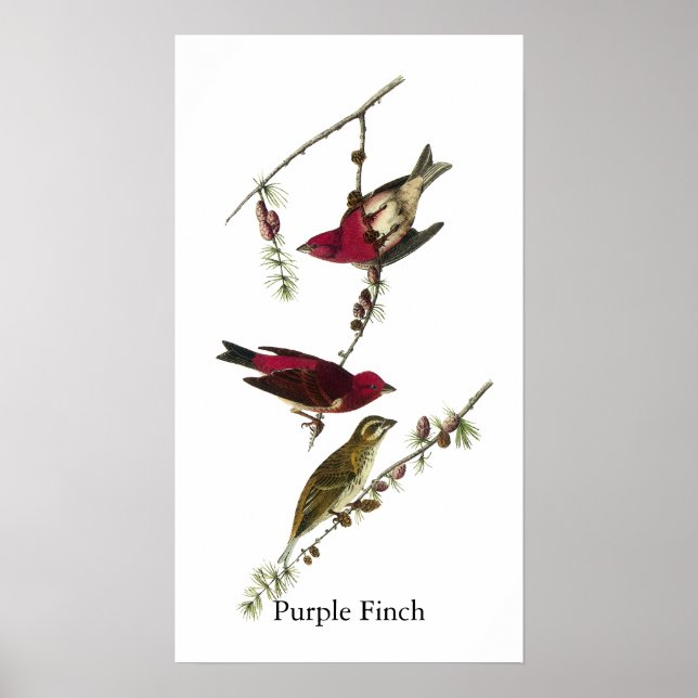 Póster Audubon Purple Finch (Frente)