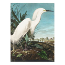 Audubon Snowy Heron, o Placa Egret Blanca CCXLII