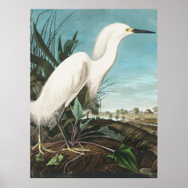 Póster Audubon Snowy Heron, o Placa Egret Blanca CCXLII