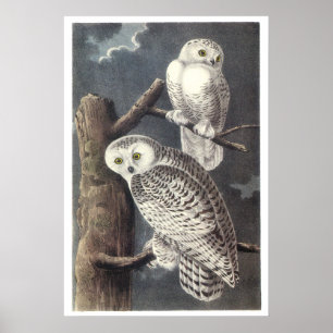 Póster Audubon Snowy Owls Poster o Imprimir