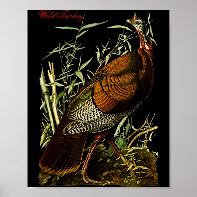 Póster Audubon Wild Turkey North American Birds Education (Frente)