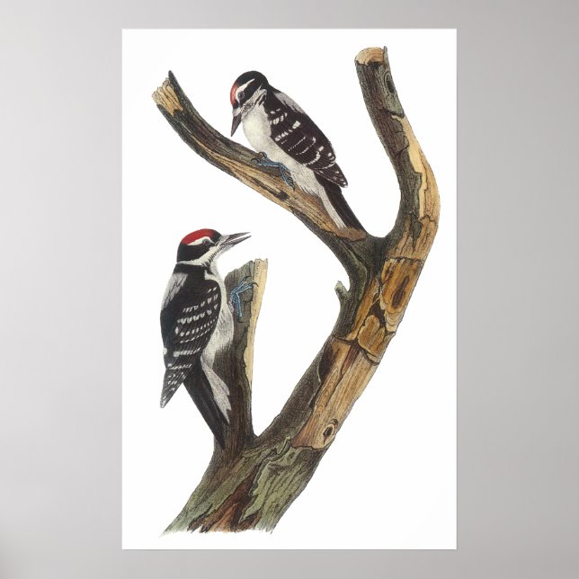Póster Audubon Woodpecker Poster (Frente)