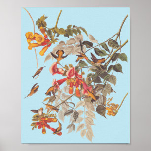 Póster Audubon's Ruby Throated Hummingbirds and Flowers
