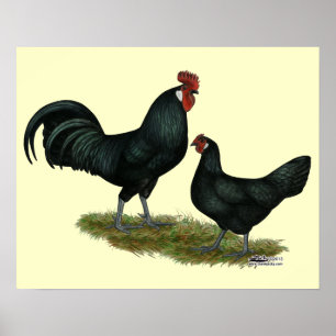 Póster Augsburger Chickens