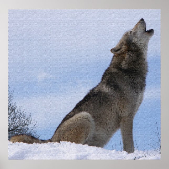 Póster Aullido de lobo (Frente)