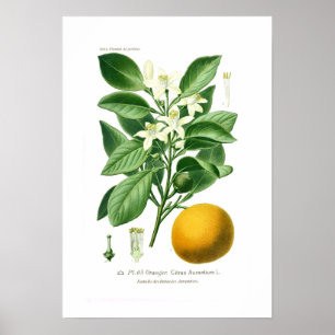 Póster Auranticum de la fruta cítrica (naranja de