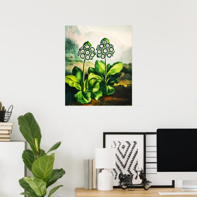 Póster Auriculas (Oficina en casa)