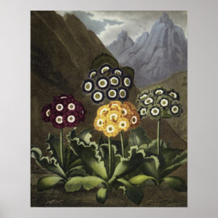 Póster Aurículas del Dr. Juan Roberto Thornton