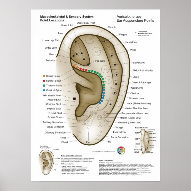 Póster Auriculoterapia Acupuntura de oído (Frente)
