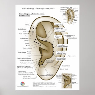 Póster Auriculoterapia Acupuntura de Oreja