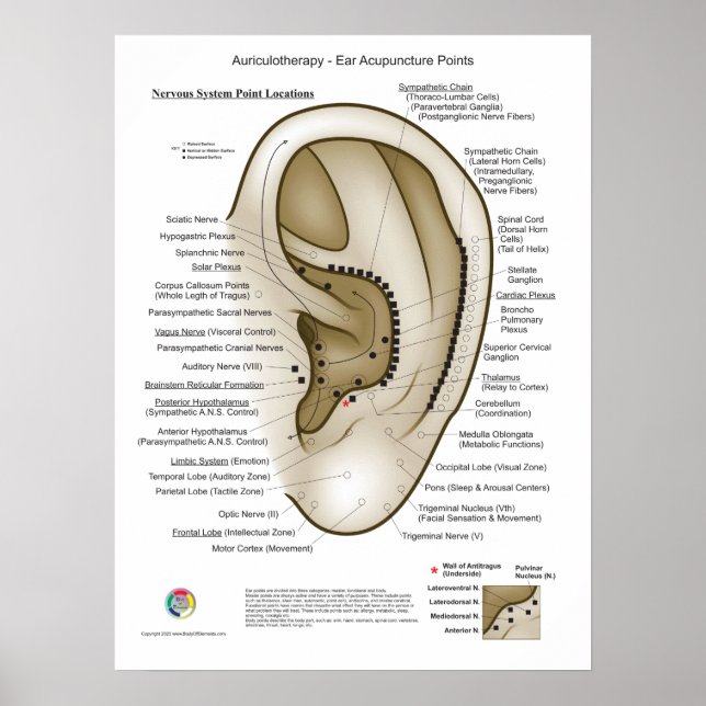 Póster Auriculotherapy Ear Acupuncture (Frente)