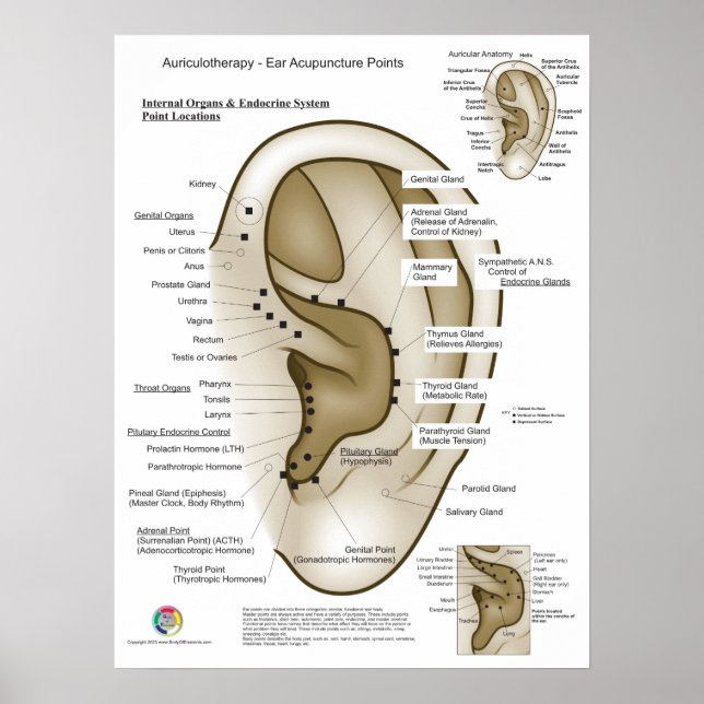 Póster Auriculotherapy Ear Acupuncture (Frente)