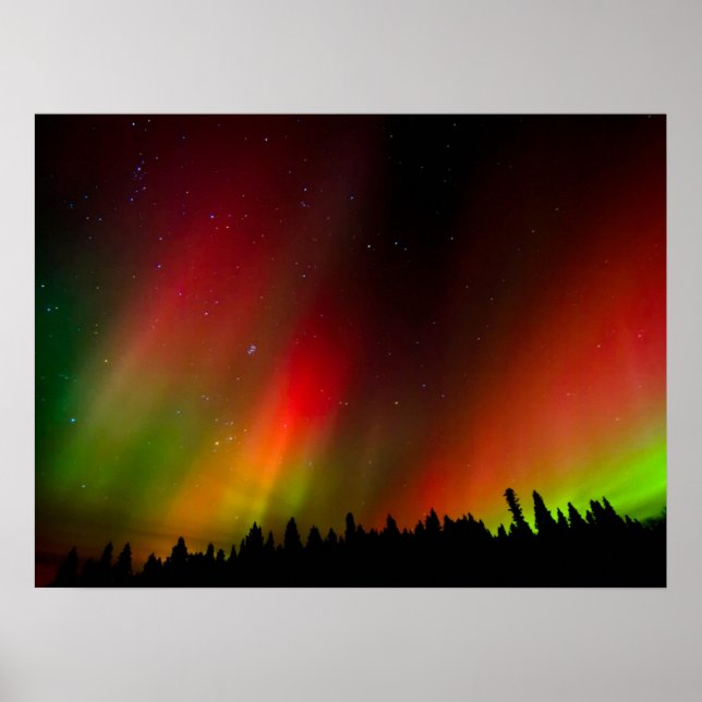 Póster Aurora boreal y árboles (Frente)