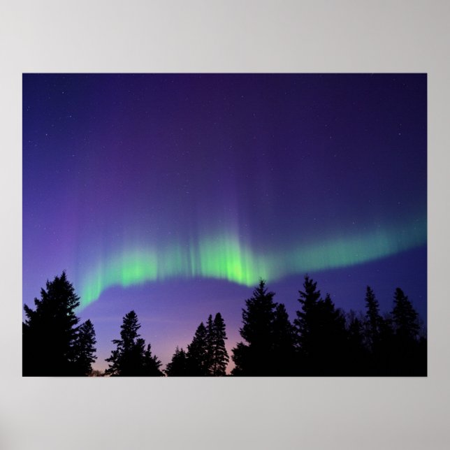 Póster Aurora Borealis & Trees | Manitoba, Canadá (Frente)