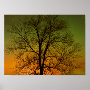 Póster Aurora Borealis y Cottonwood Tree