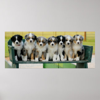Póster Aussie Wagon Fun