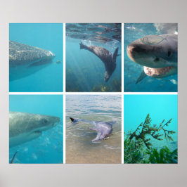 Póster Australia: Australia bajo el mar