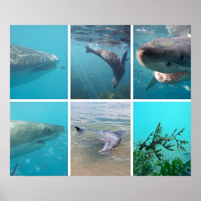 Póster Australia: Australia bajo el mar (Frente)