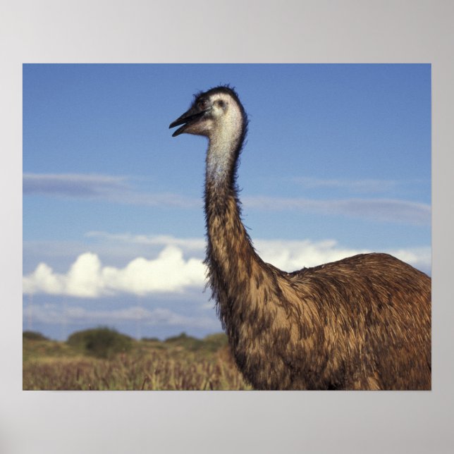 Póster Australia, Australia Occidental. Emu (Dromaius) (Frente)