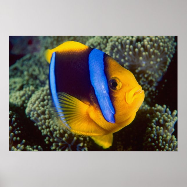 Póster Australia, Gran Barrera de Coral, Anemonéfish (Frente)