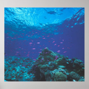 Póster Australia, Gran Barrera de Coral. Enjambre Púrpura
