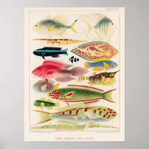 Póster Australia, Great Barrier Reef vintage art poster