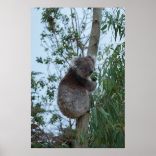 Póster Australia Isla de los Canguros Koala en un árbol