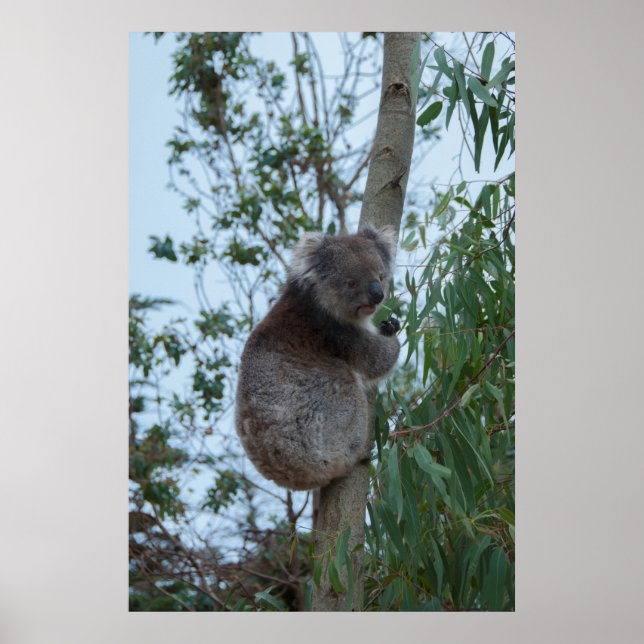 Póster Australia Isla de los Canguros Koala en un árbol (Frente)