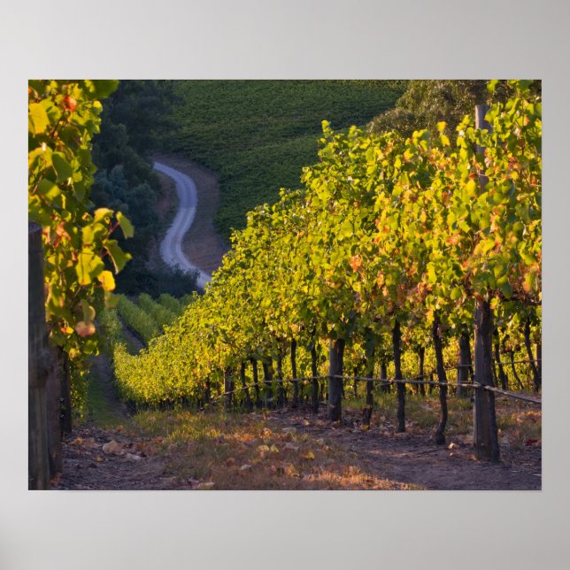 Póster Australia Meridional, Adelaide Hills, Summertown.  (Frente)
