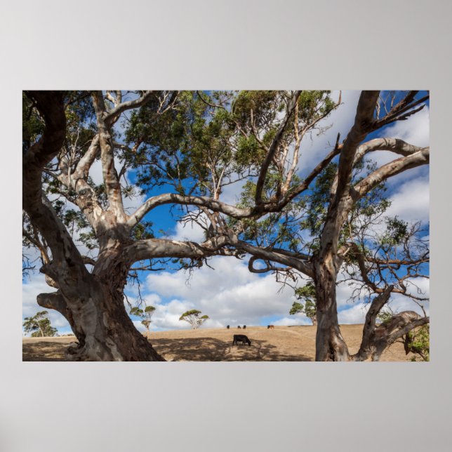 Póster Australia, Península de Fleurieu, Normanville (Frente)