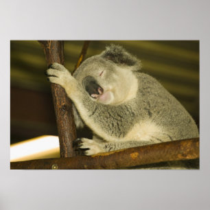 Póster Australia, Queensland, Brisbane. Árbol de fibras