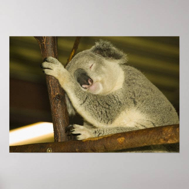 Póster Australia, Queensland, Brisbane. Árbol de fibras (Frente)