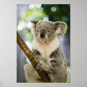 Póster Australia, Queensland, Brisbane y Fig Tree