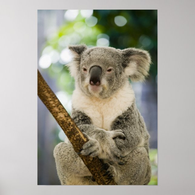 Póster Australia, Queensland, Brisbane y Fig Tree (Frente)