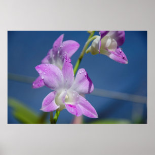 Póster Australia, Territorio del Norte, Darwin