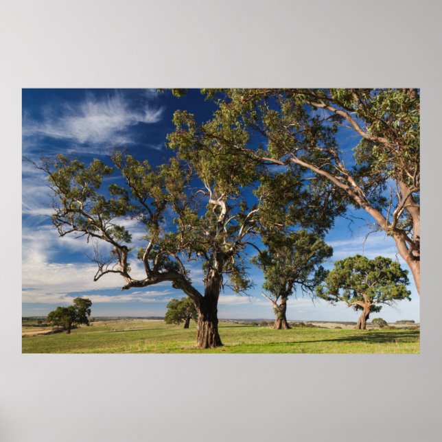 Póster Australia, Valle de Barossa, Mount Pleasant (Frente)