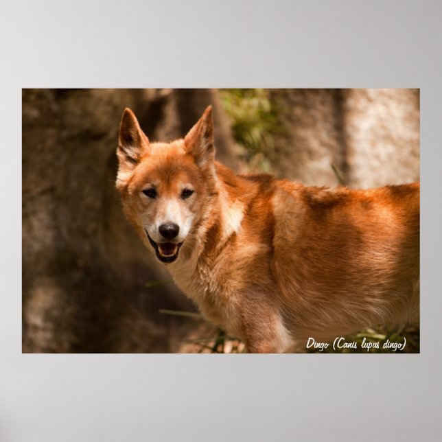 Póster Australian dingo poster (Frente)