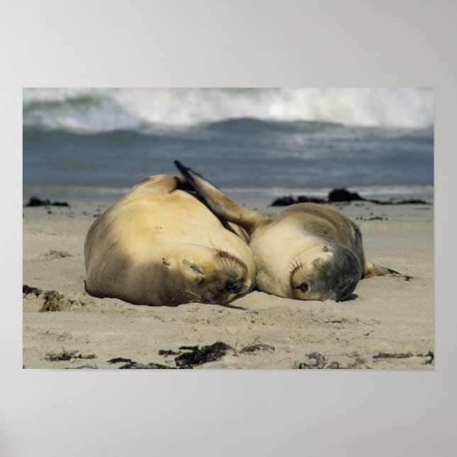 Póster Australian Sea Lions, Neophoca cinerea), (Frente)