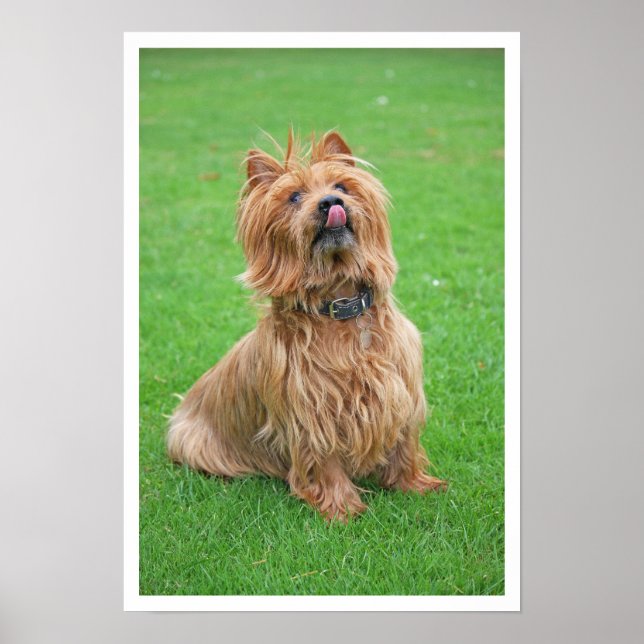Póster Australian Terrier Licking Nose (Frente)