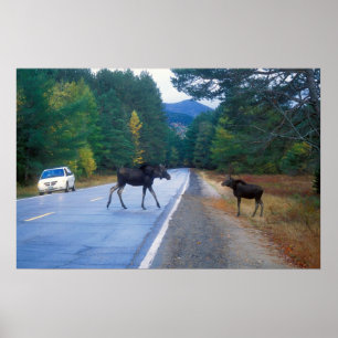 Póster Autopista Moose Crossing Kancamagus