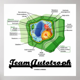 Póster Autotroph de equipo (biología de células vegetales