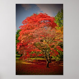 Póster Autumn Acer Tree Westonbirt Arboretum Cotswolds