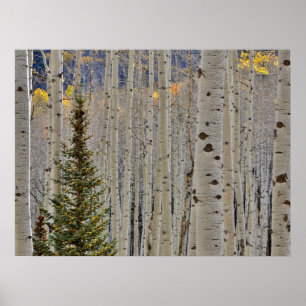Póster Autumn Aspen Groves Montañas Rocosas de Colorado