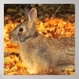 Póster Autumn Bunny