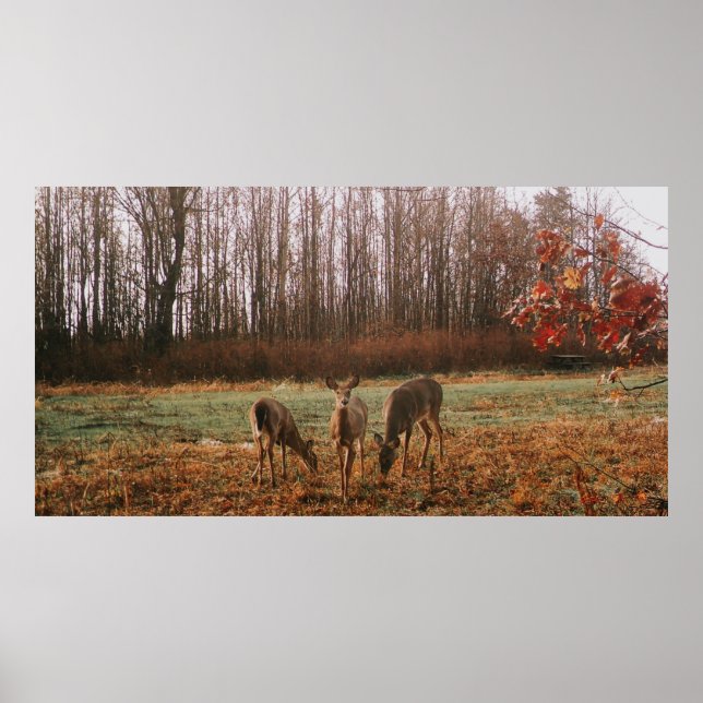 Póster Autumn Deer (Frente)