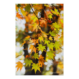 Póster Autumn Leaves [Glossy Poster]
