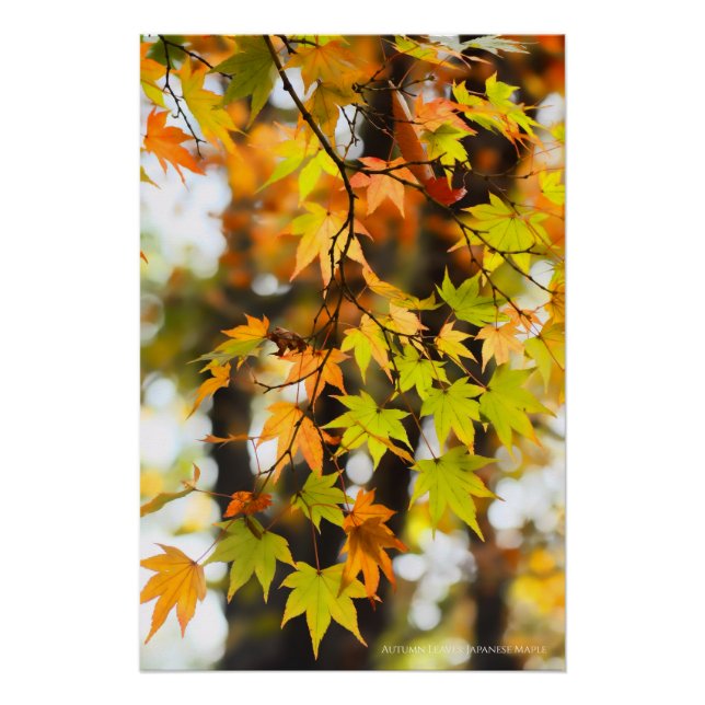 Póster Autumn Leaves [Glossy Poster] (Anverso)