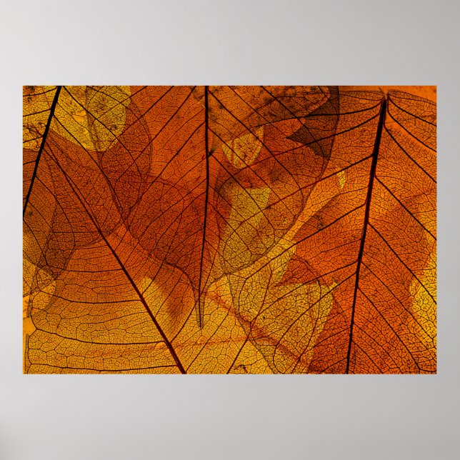 Póster autumn leaves in the detailautumn,background,beaut (Frente)