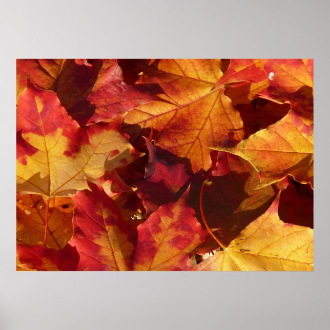 Póster Autumn Leaves Poster (Frente)