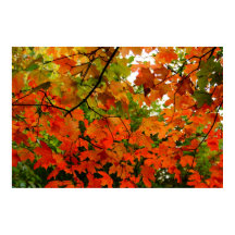 Autumn Leaves Poster